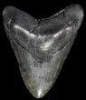 Large, Fossil Megalodon Tooth #56830-1